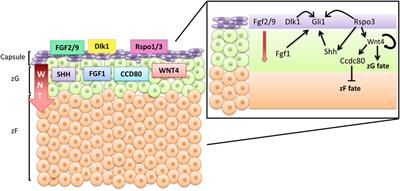 Molecular Mechanisms of Stem/Progenitor Cell Maintenance in the Adrenal Cortex